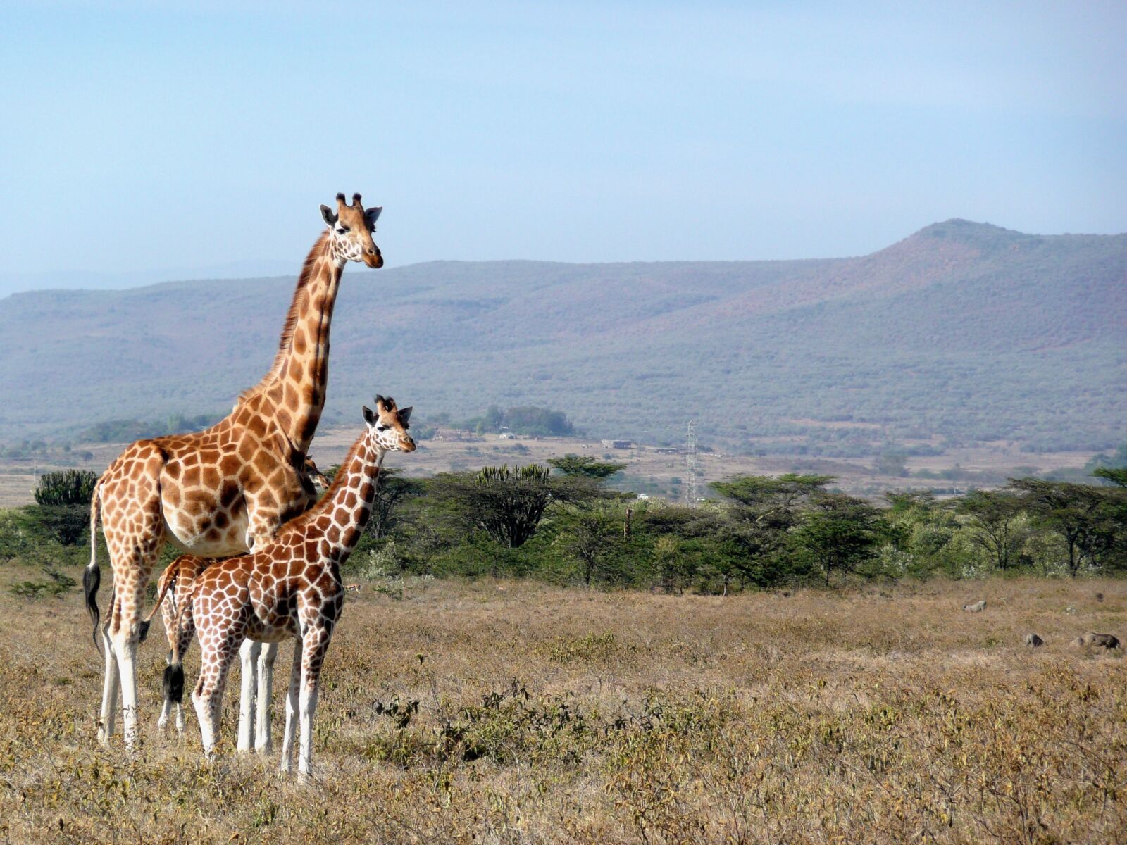 Panasonic DMC-TZ3 sample photo. Giraffe, kenya, kigio photography