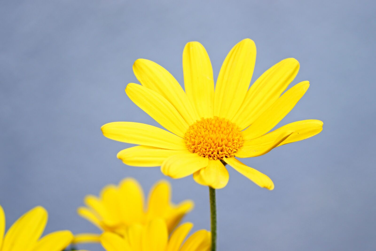 Canon EOS 200D (EOS Rebel SL2 / EOS Kiss X9) sample photo. Marguerite, spring flower, yellow photography