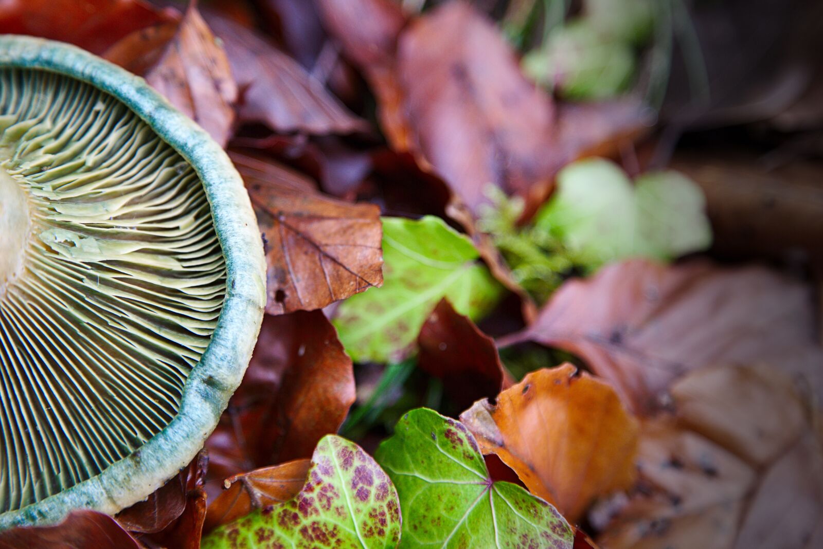 Canon EOS 6D + Canon EF 24-105mm F4L IS USM sample photo. Forest, leaves, autumn photography