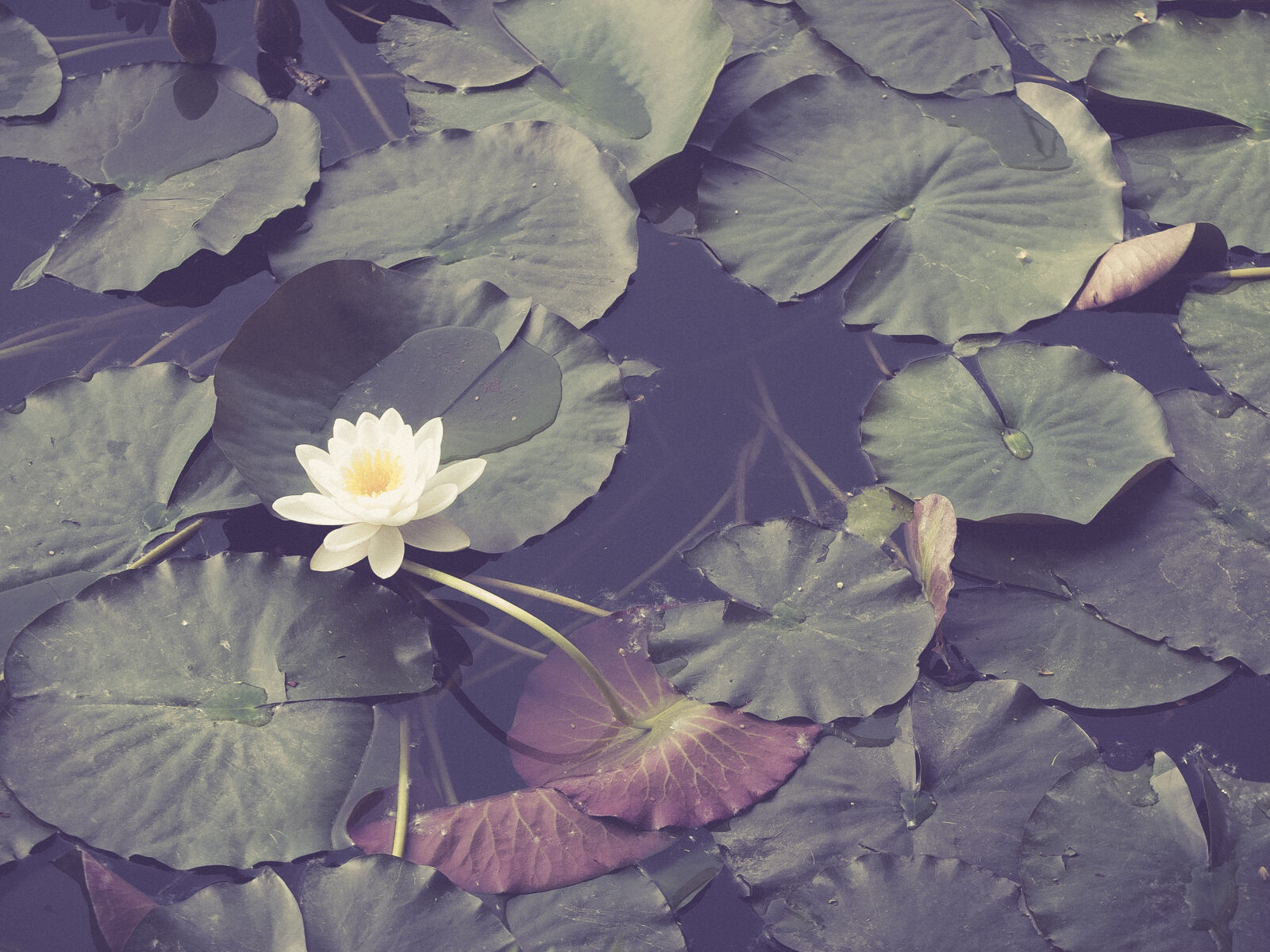 Fujifilm X10 sample photo. Cataluna, flower, gerona, lago photography