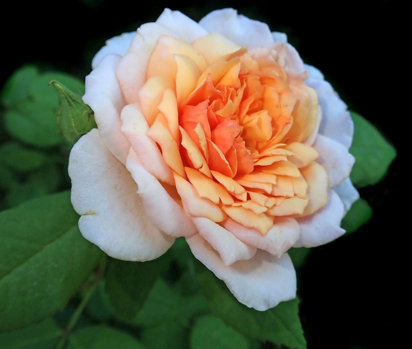 Olympus TG-5 sample photo. Rose, flower, perfume photography