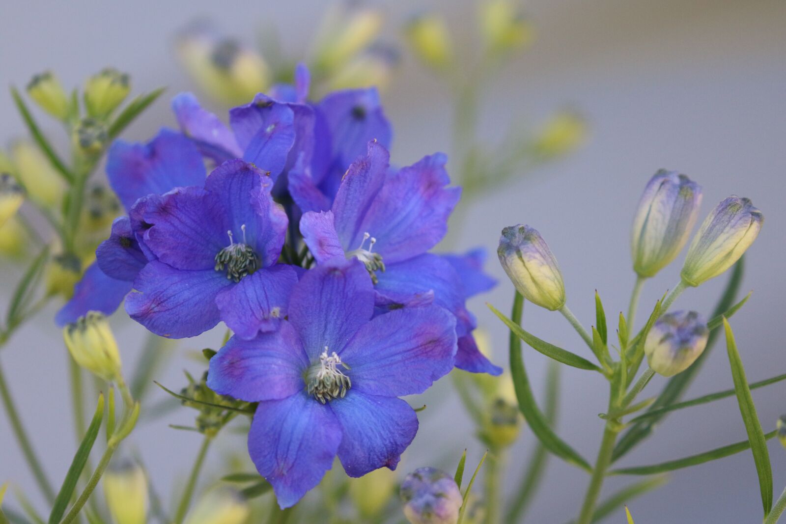 Canon EOS 7D Mark II sample photo. Flower, blue, bloom photography