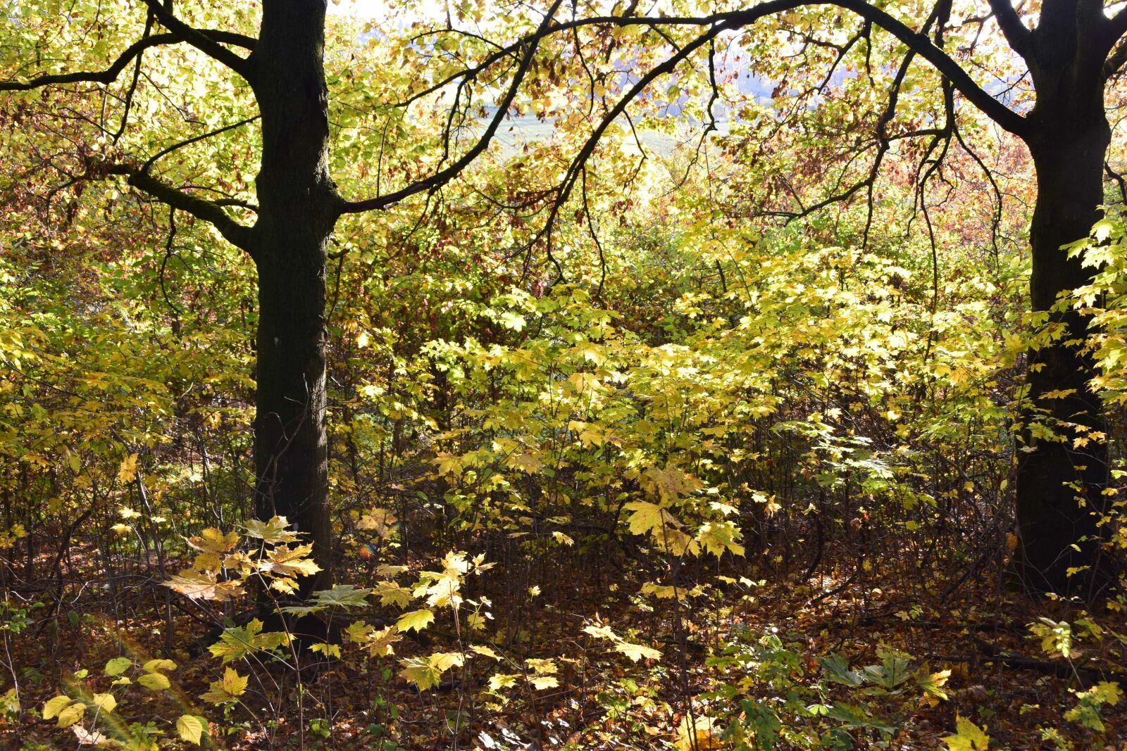 Nikon D3300 sample photo. Wood, tree, leaf, nature photography