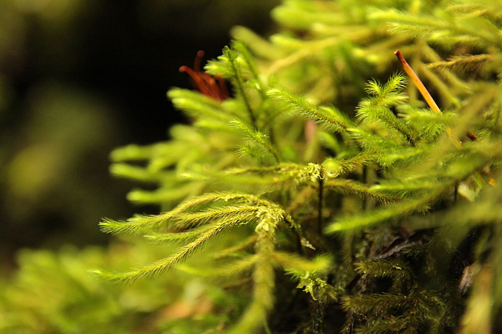Canon EOS 40D sample photo. Nature, plant, close up photography