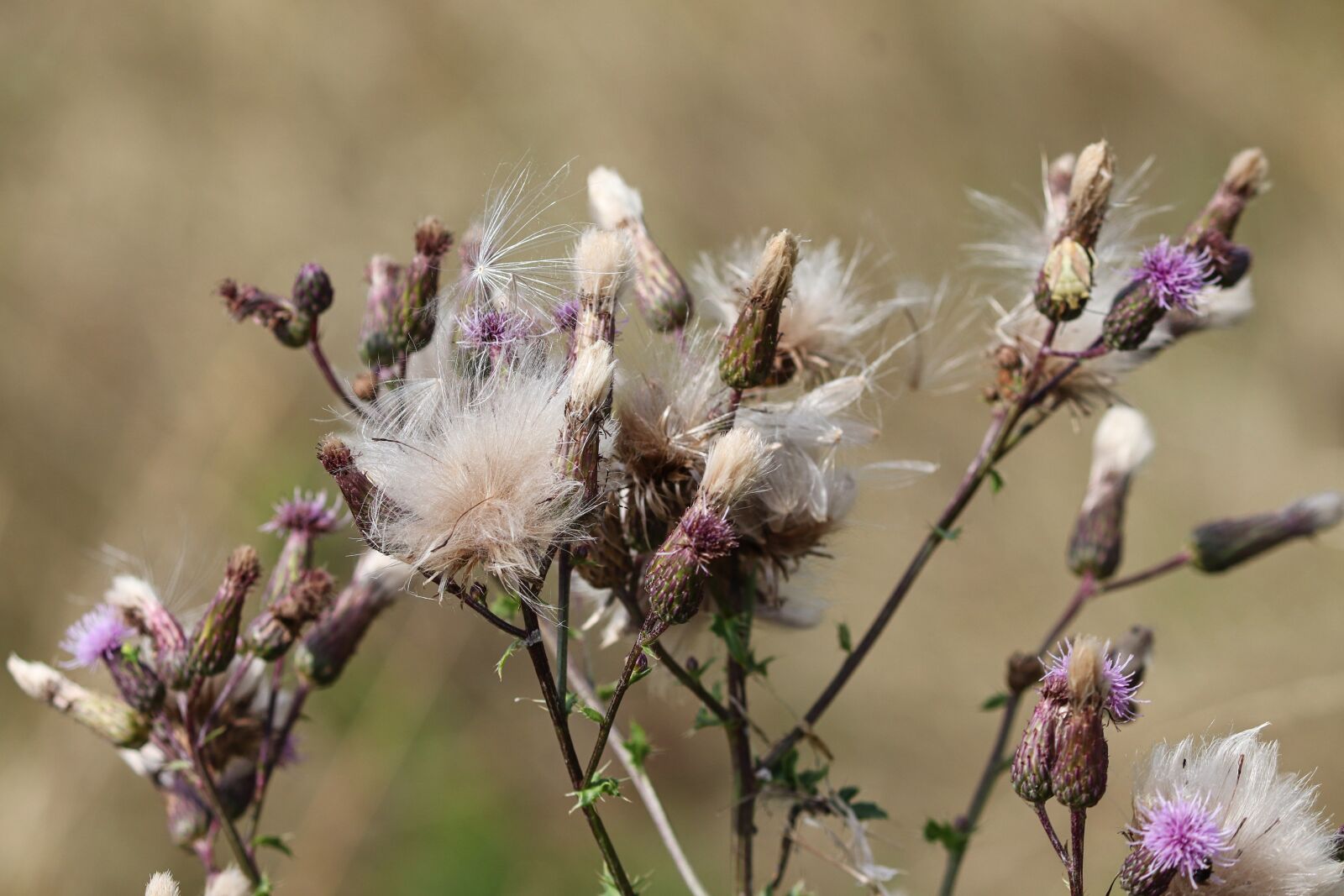 Canon EOS 200D (EOS Rebel SL2 / EOS Kiss X9) sample photo. Cirsium vulgare, thistle, autumn photography