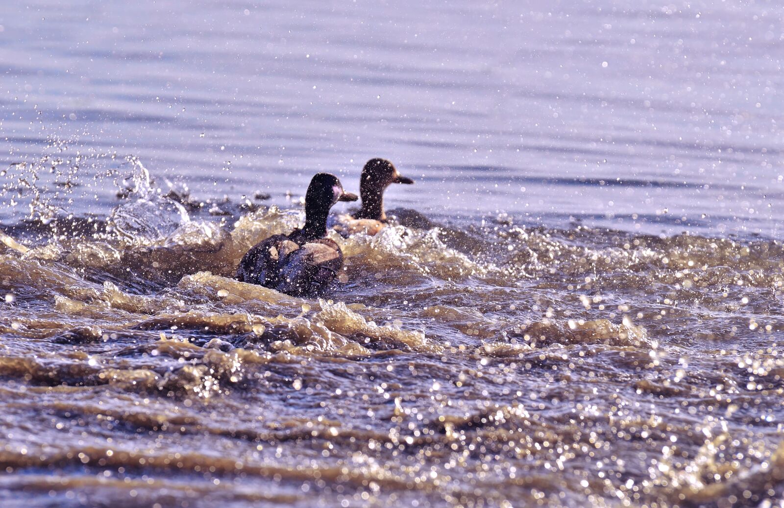 Nikon D3200 sample photo. Ducks, tracking, riot photography