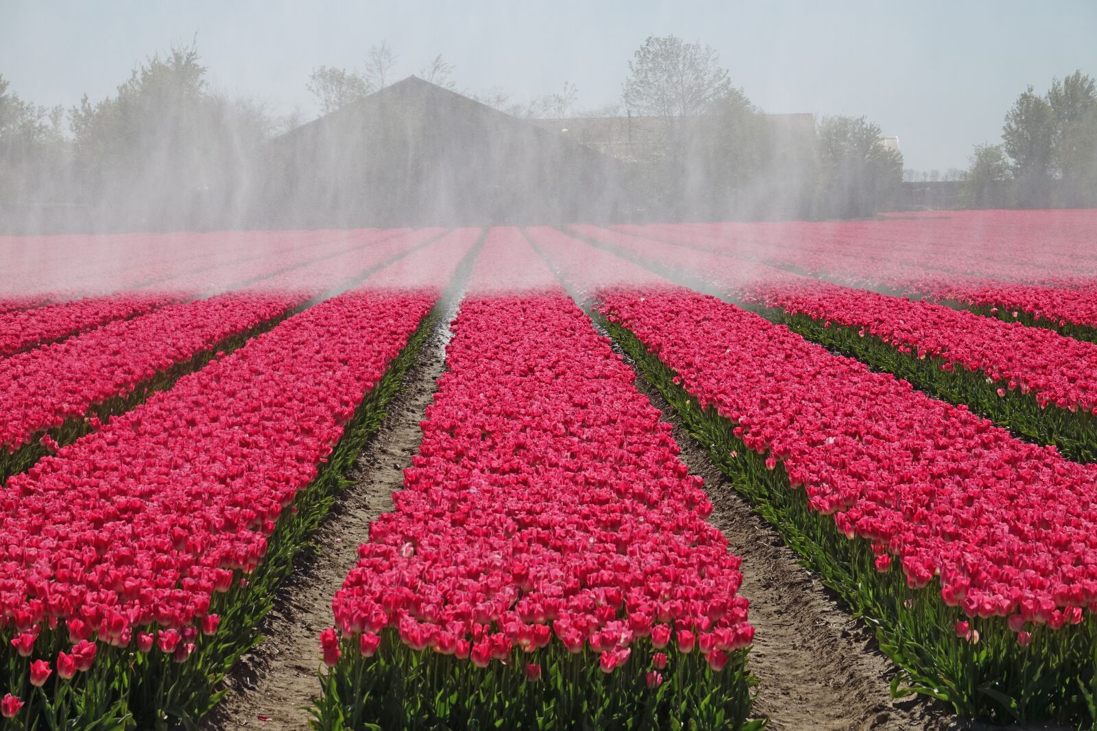 Sony Cyber-shot DSC-RX10 III sample photo. Tulips, pink, tulip field photography