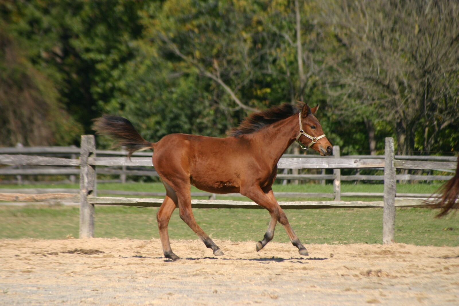 Canon EOS 300D (EOS Digital Rebel / EOS Kiss Digital) sample photo. Filly, horse, foal photography