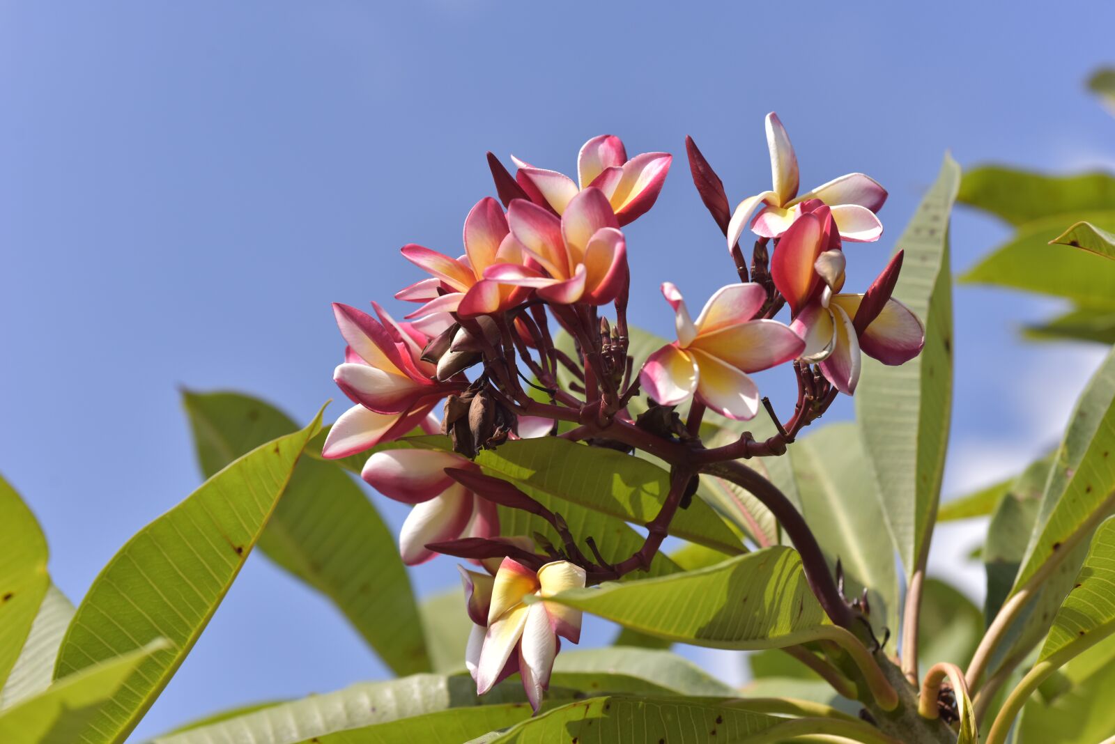 Nikon D810 sample photo. Flower, asia, thailand photography