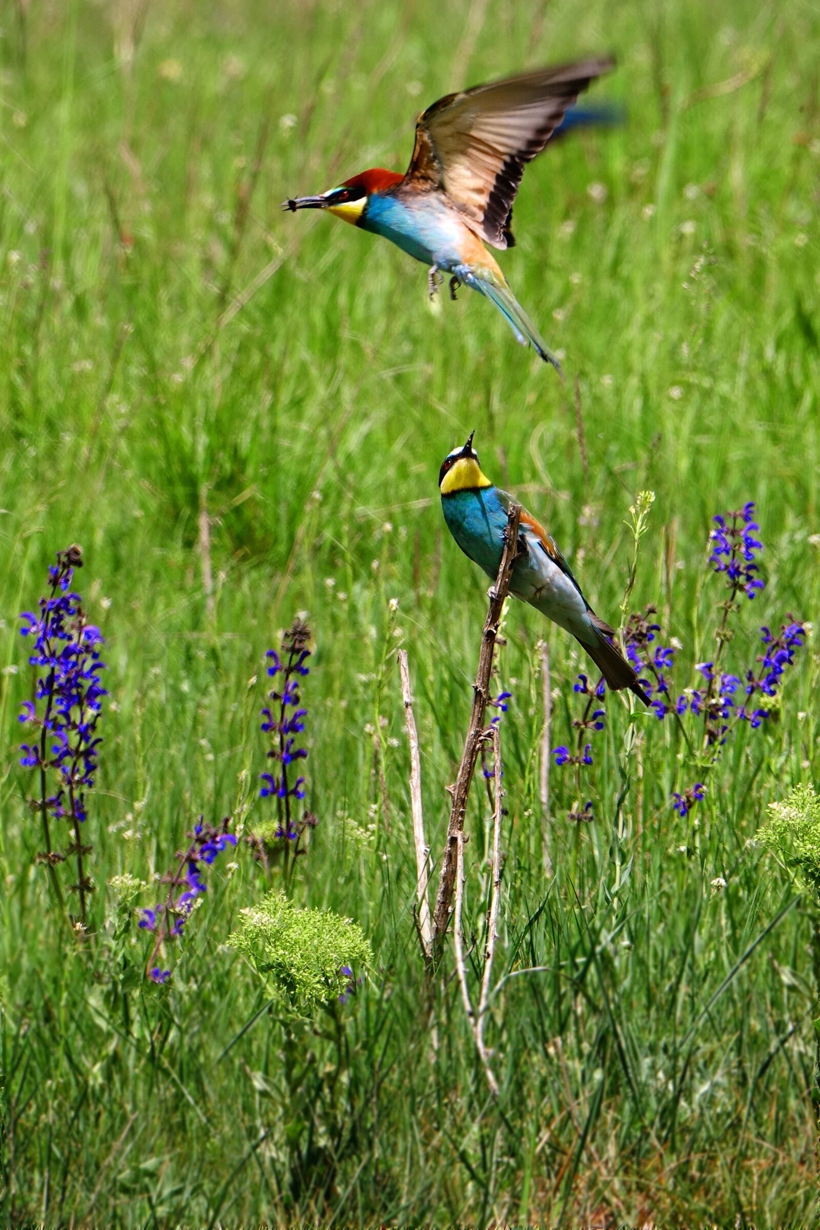 Sony Cyber-shot DSC-RX10 III sample photo. Birds, european bee eater photography