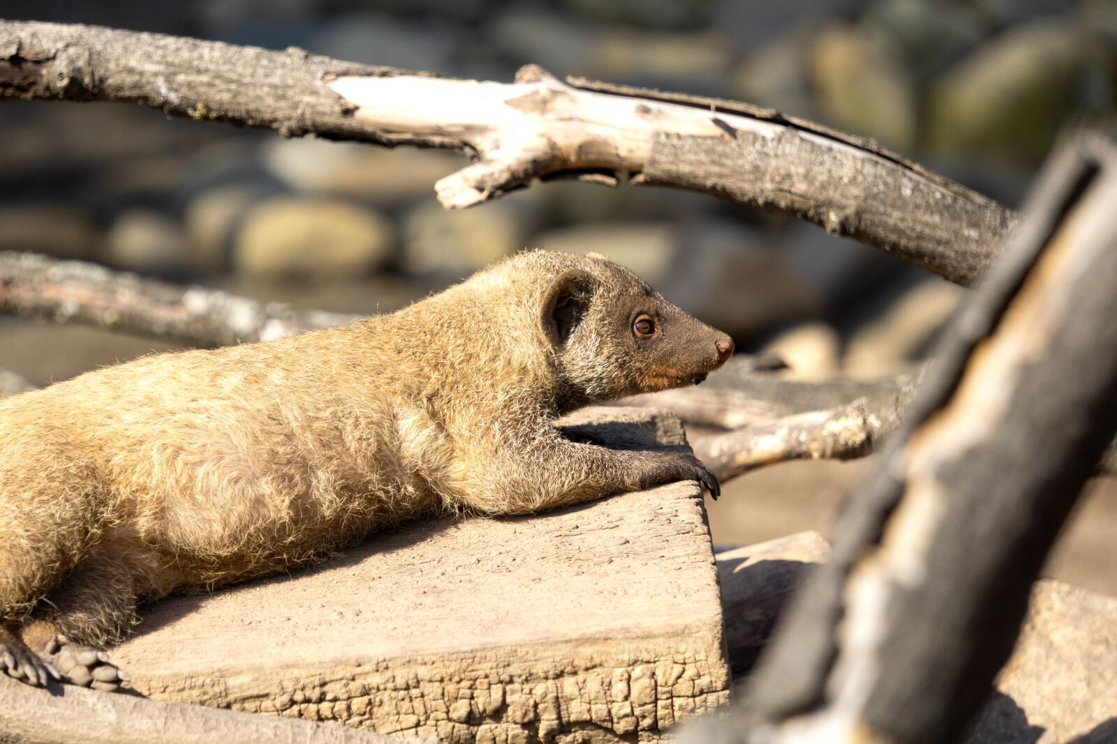 Sony E 55-210mm F4.5-6.3 OSS sample photo. Animal, mongoose, mammal photography