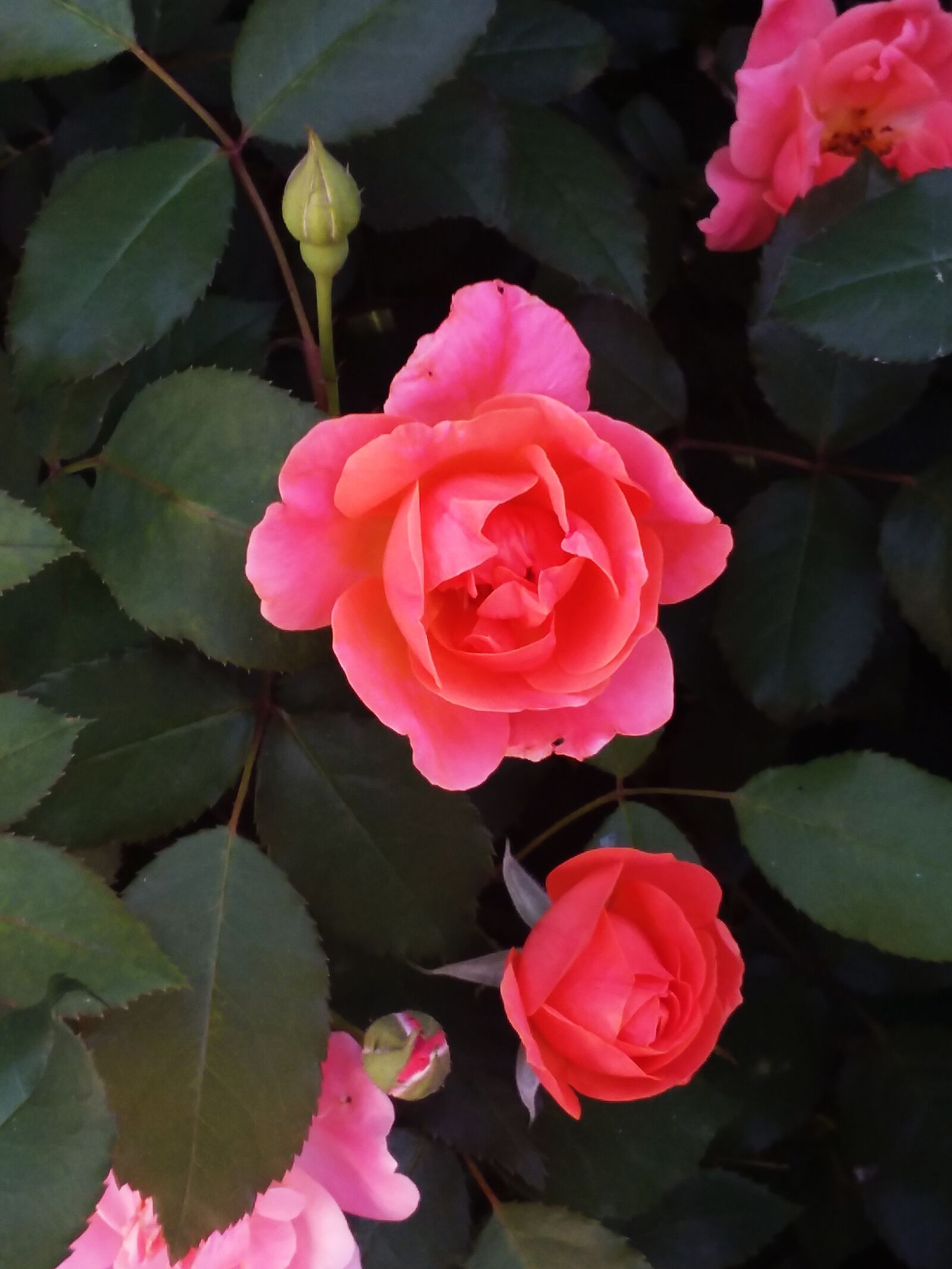 Samsung Galaxy J7 Pop sample photo. Flowers, nature, floral photography