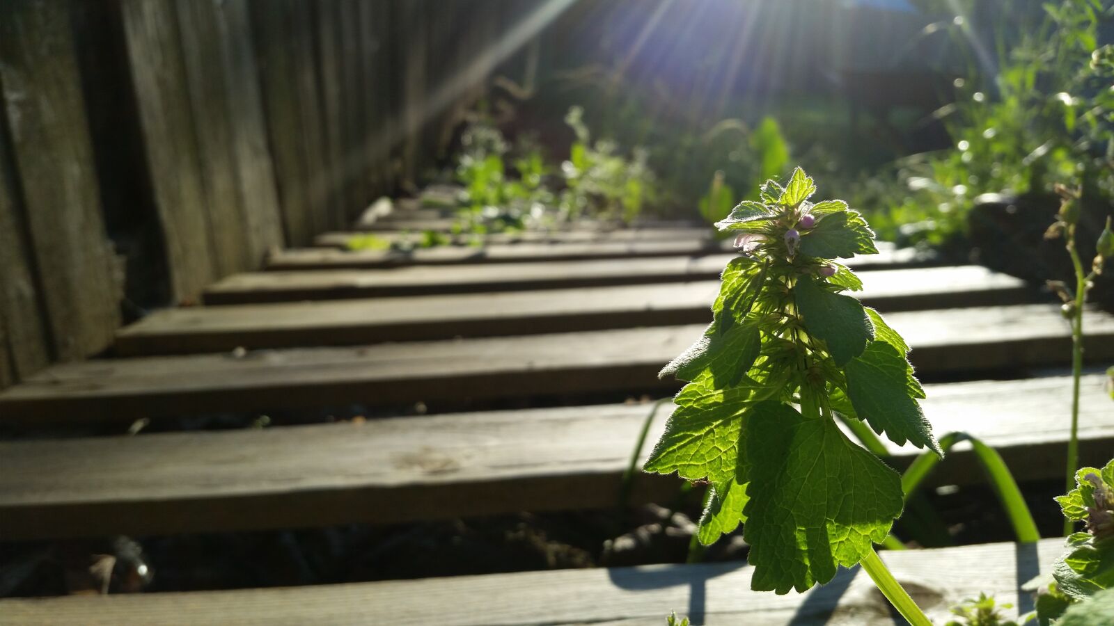 Samsung Galaxy S5 sample photo. Wood, grass, plant photography