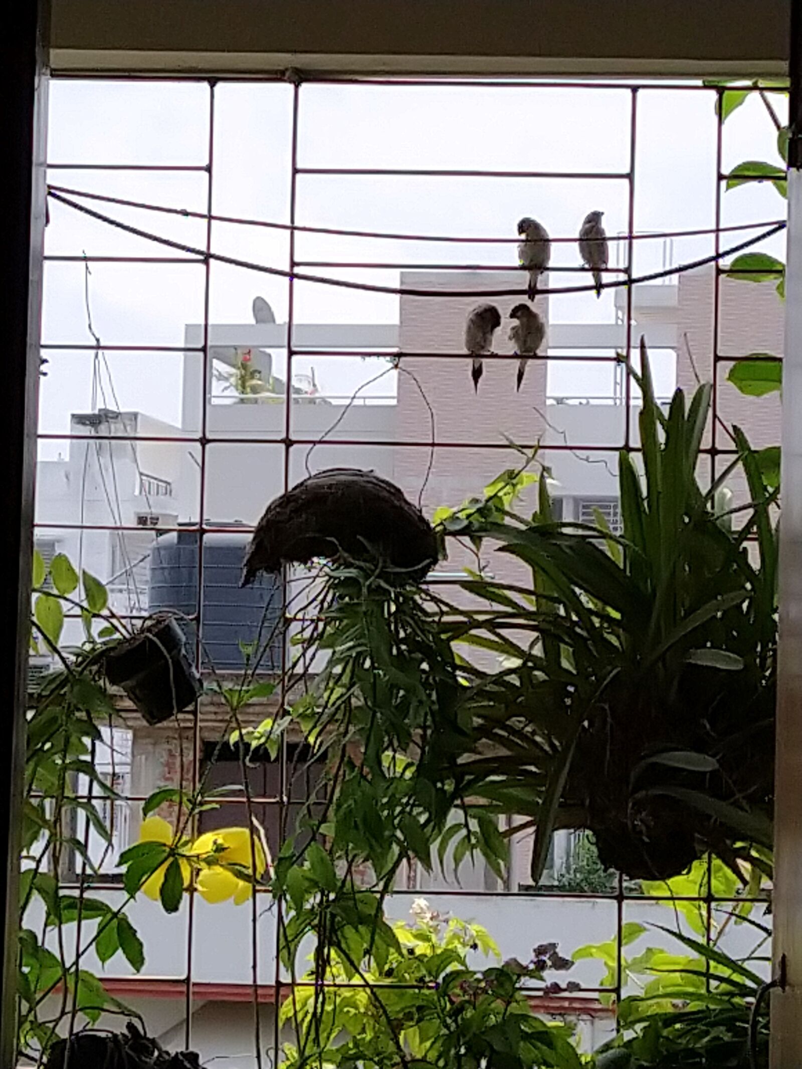 Xiaomi Mi A3 sample photo. Birds at balcony, love photography