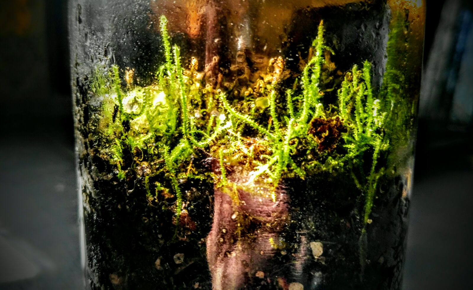 HUAWEI G8 sample photo. Moss, terrarium photography