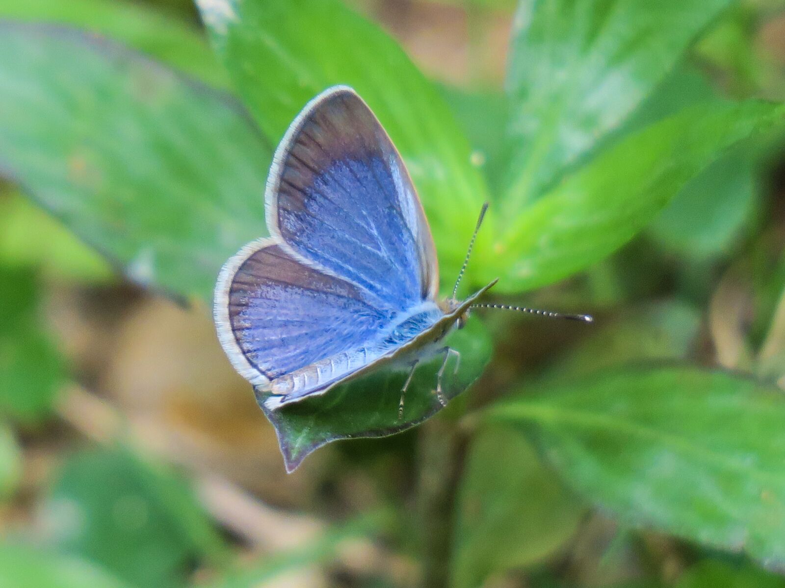 Canon PowerShot G3 X sample photo. Butterfly, nature, insect photography