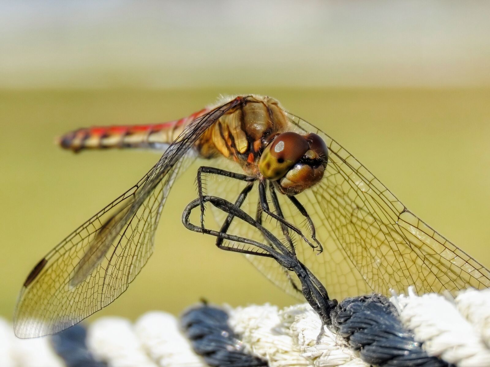 Canon PowerShot SX70 HS sample photo. Insect, rope, dragonfly photography