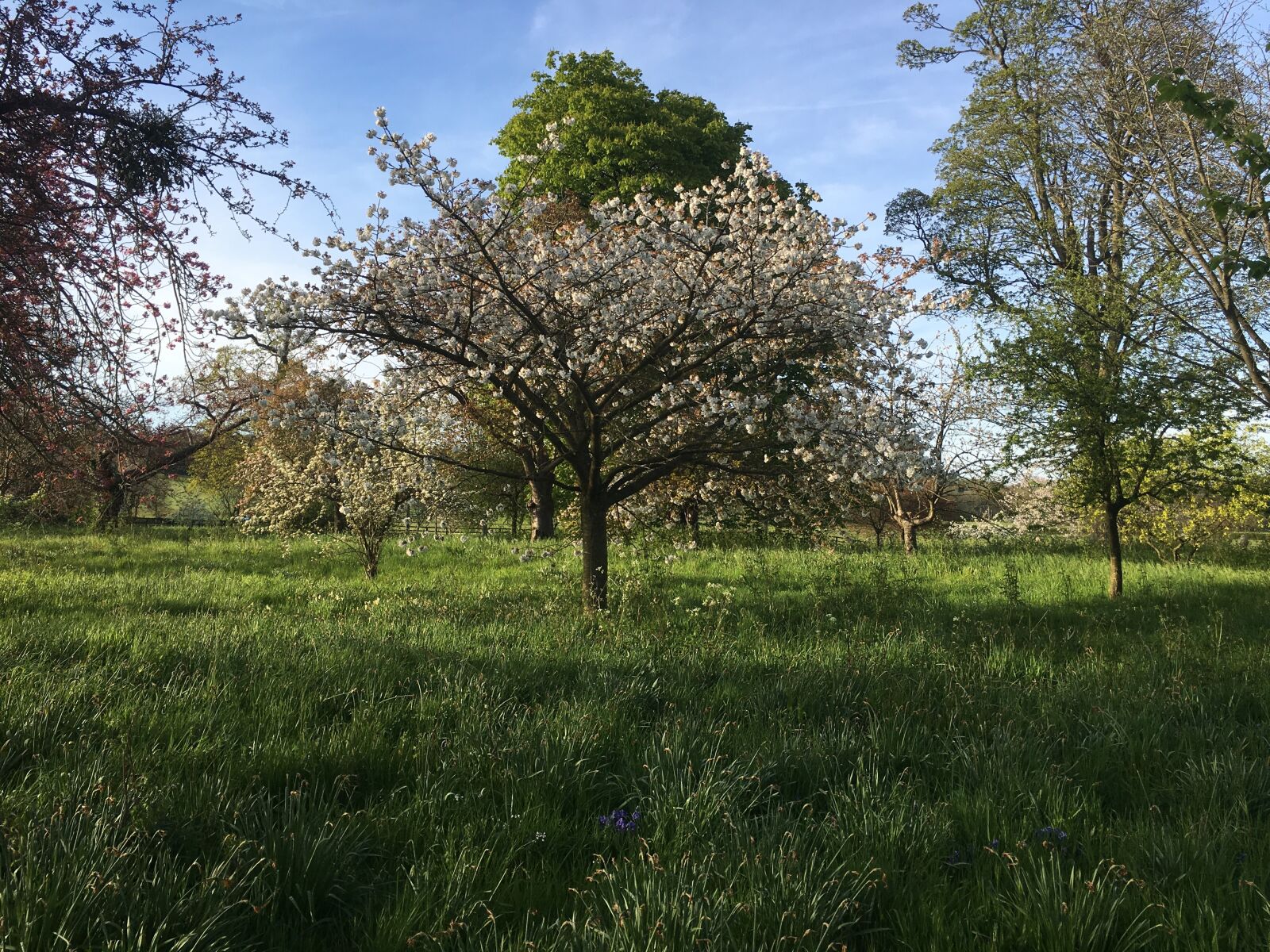 Apple iPhone 6s sample photo. Blossom, spring, springtime photography