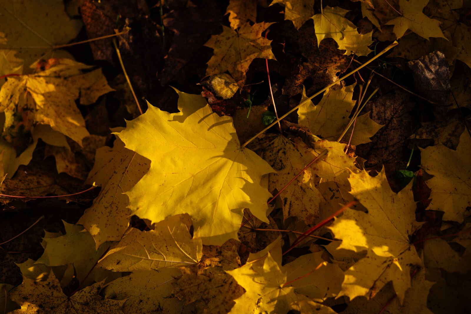 Canon EF 85mm F1.8 USM sample photo