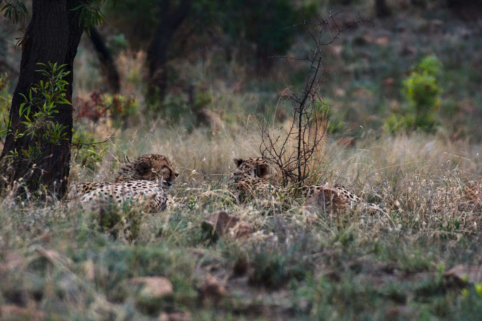 Nikon D5200 sample photo. Cheetah, safari, south africa photography