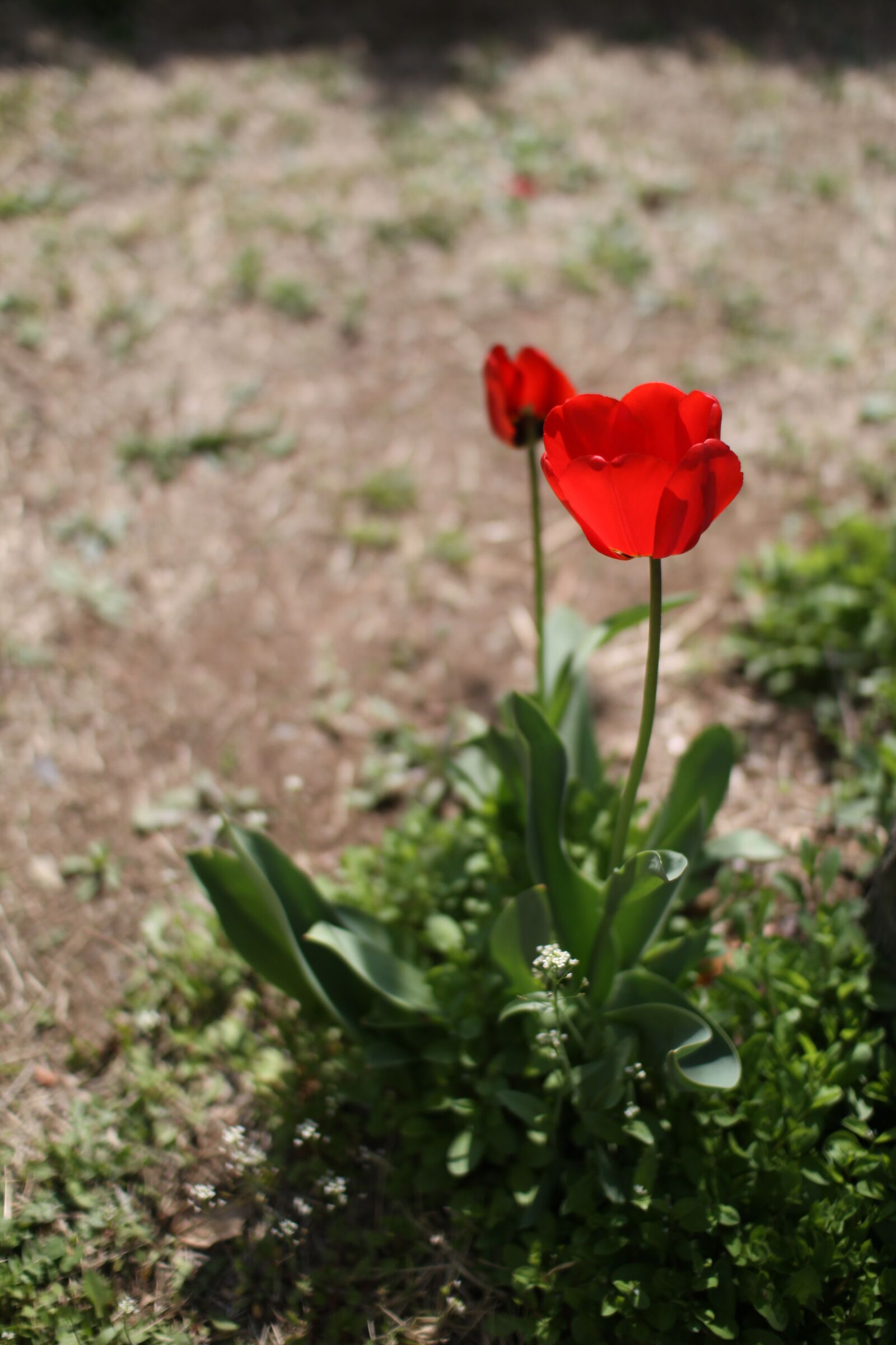 Canon EOS 50D sample photo. Tulip, flowers, spring photography