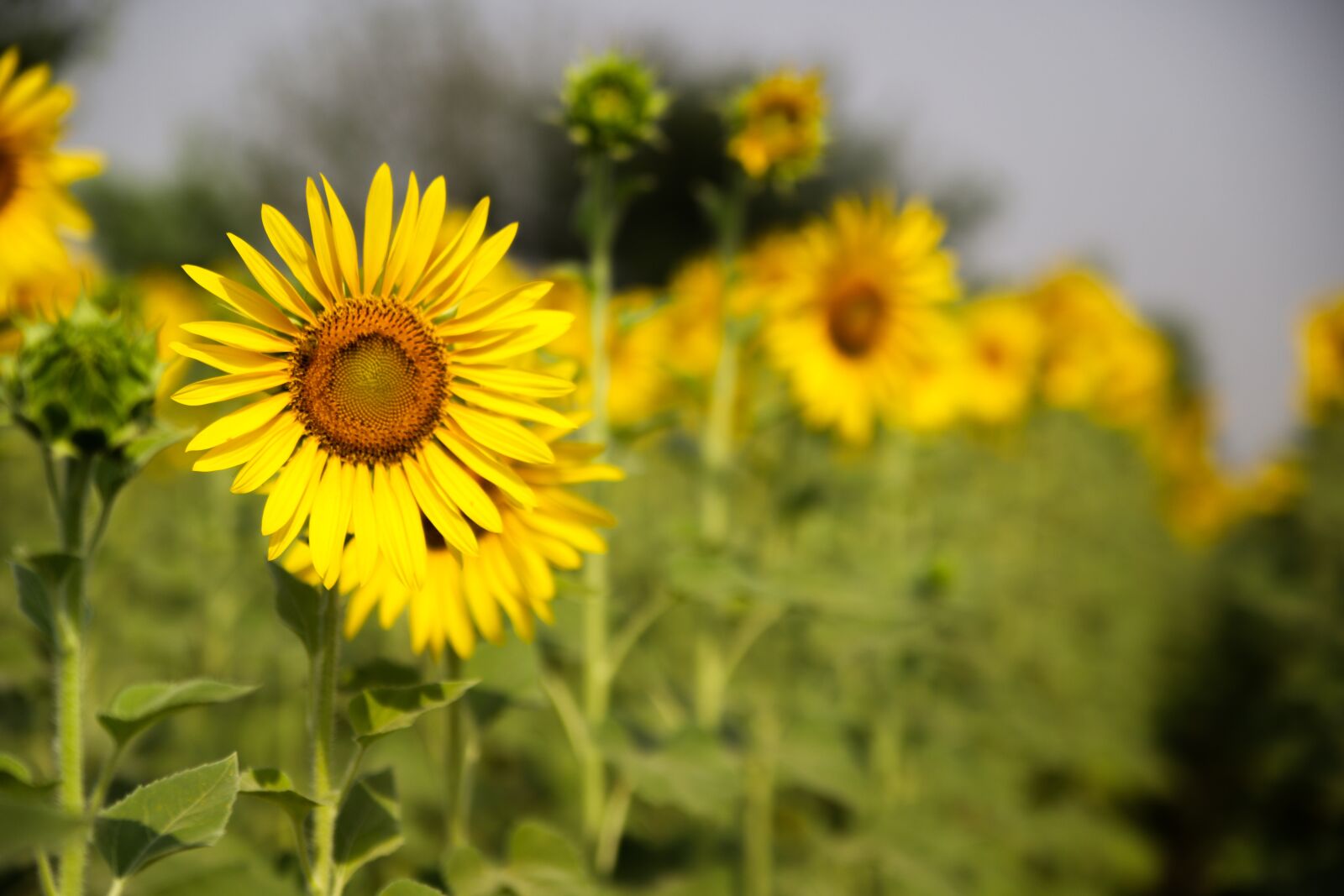 Canon EOS 6D Mark II sample photo. Sunflower, nature, flower photography
