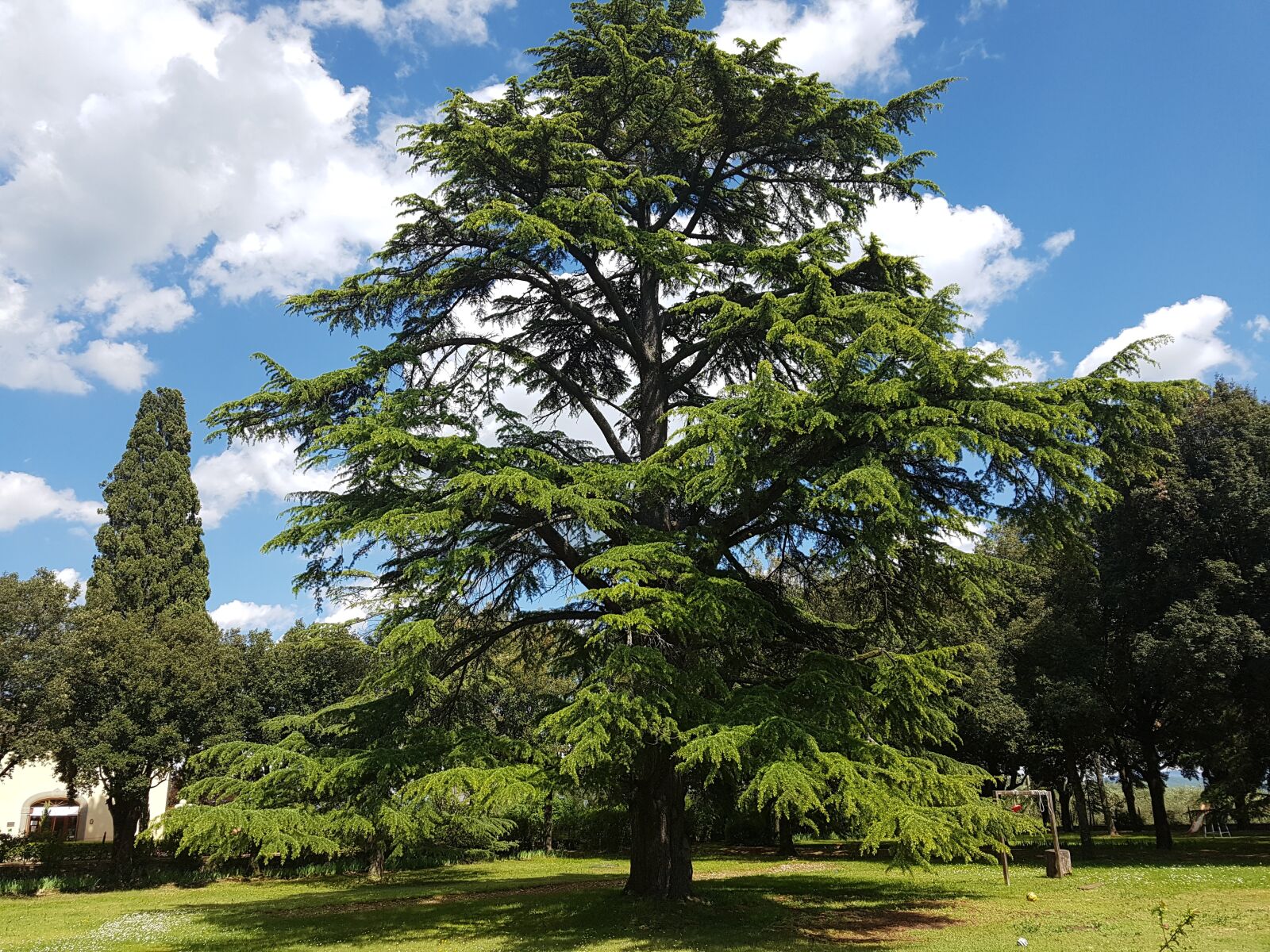 Samsung Galaxy S7 Edge sample photo. Cedar, cedrus, tuscany photography