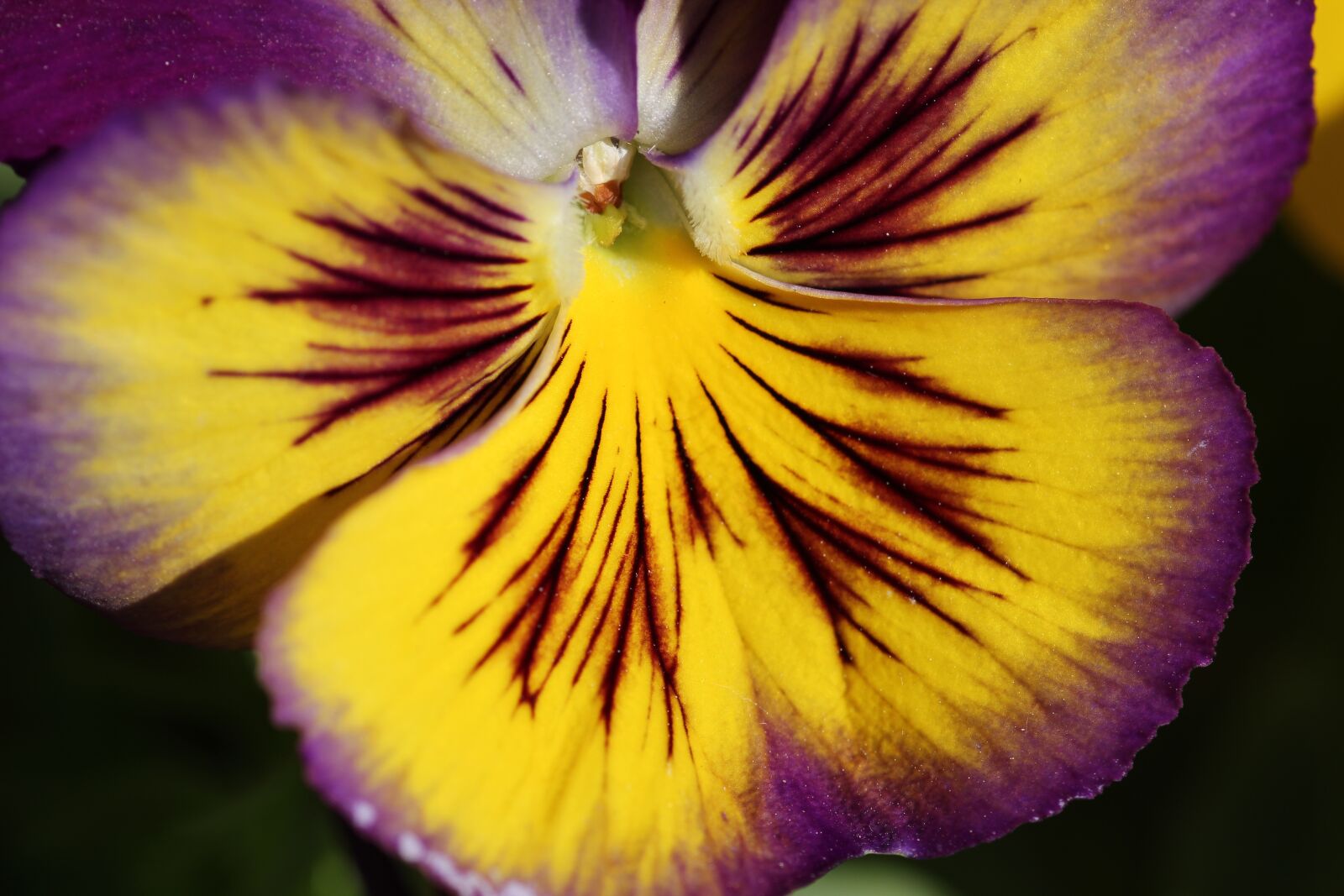Canon EOS 550D (EOS Rebel T2i / EOS Kiss X4) sample photo. Pansy, flower, blossom photography