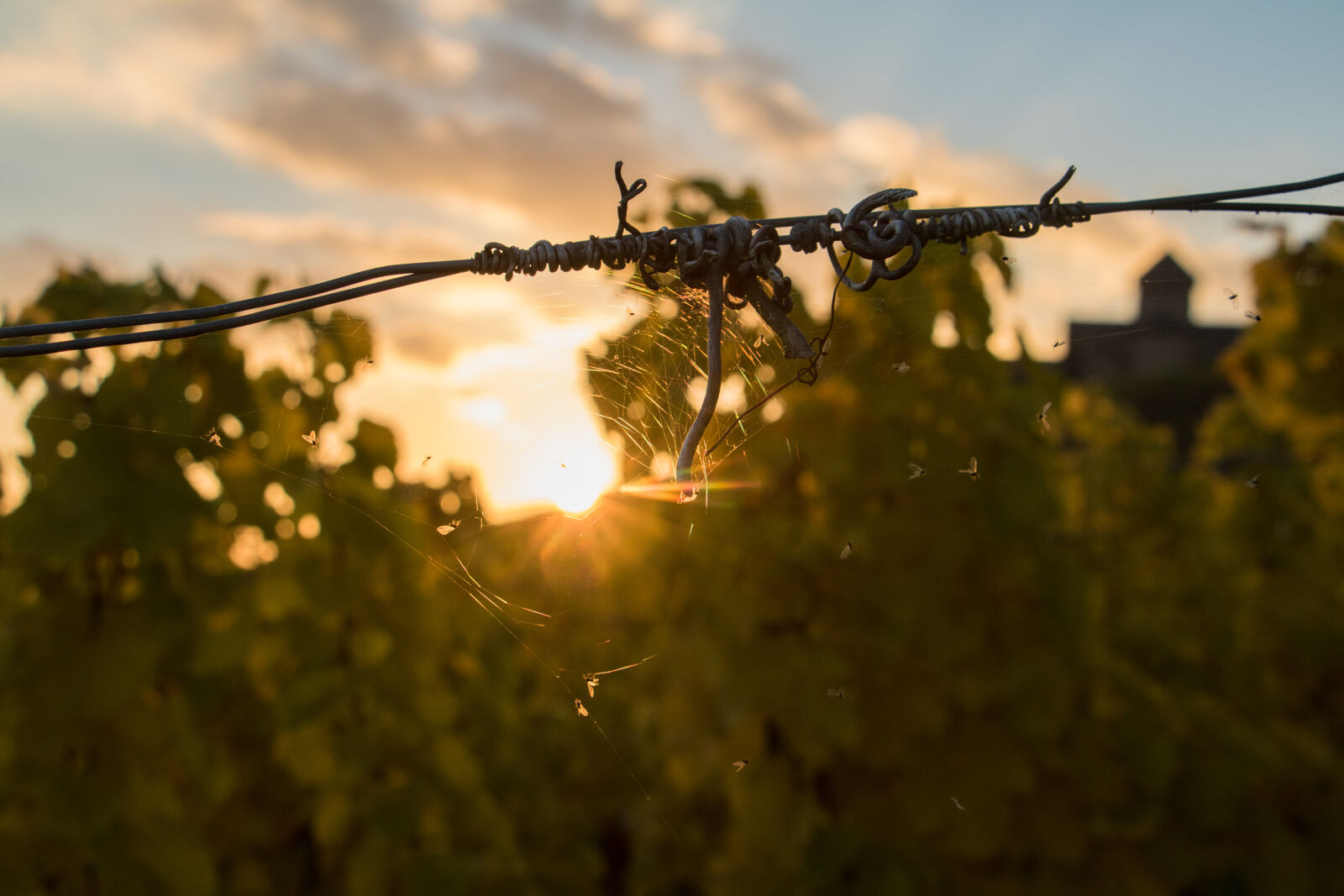 Canon EOS 750D (EOS Rebel T6i / EOS Kiss X8i) + Canon EF-S 18-135mm F3.5-5.6 IS STM sample photo. Rheingau, spider, spiderweb, sun photography