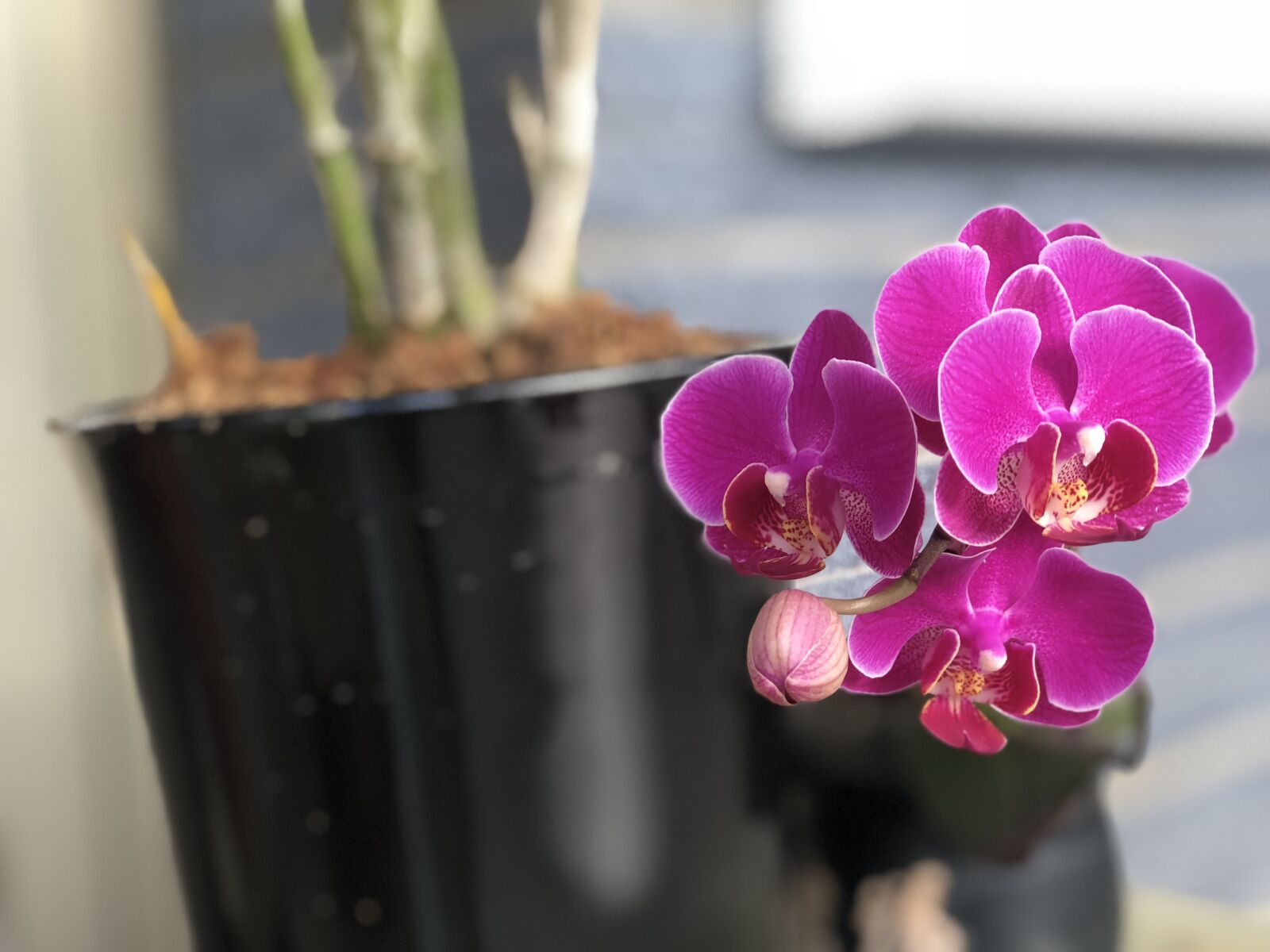 Apple iPhone 8 Plus sample photo. Deep purple, orchid, bloom photography