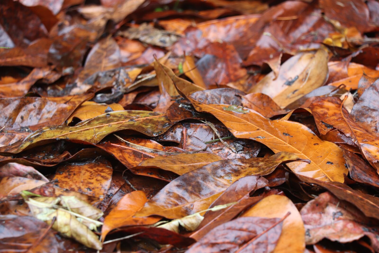 Canon EOS 77D (EOS 9000D / EOS 770D) sample photo. Leaves, yellow, wet photography