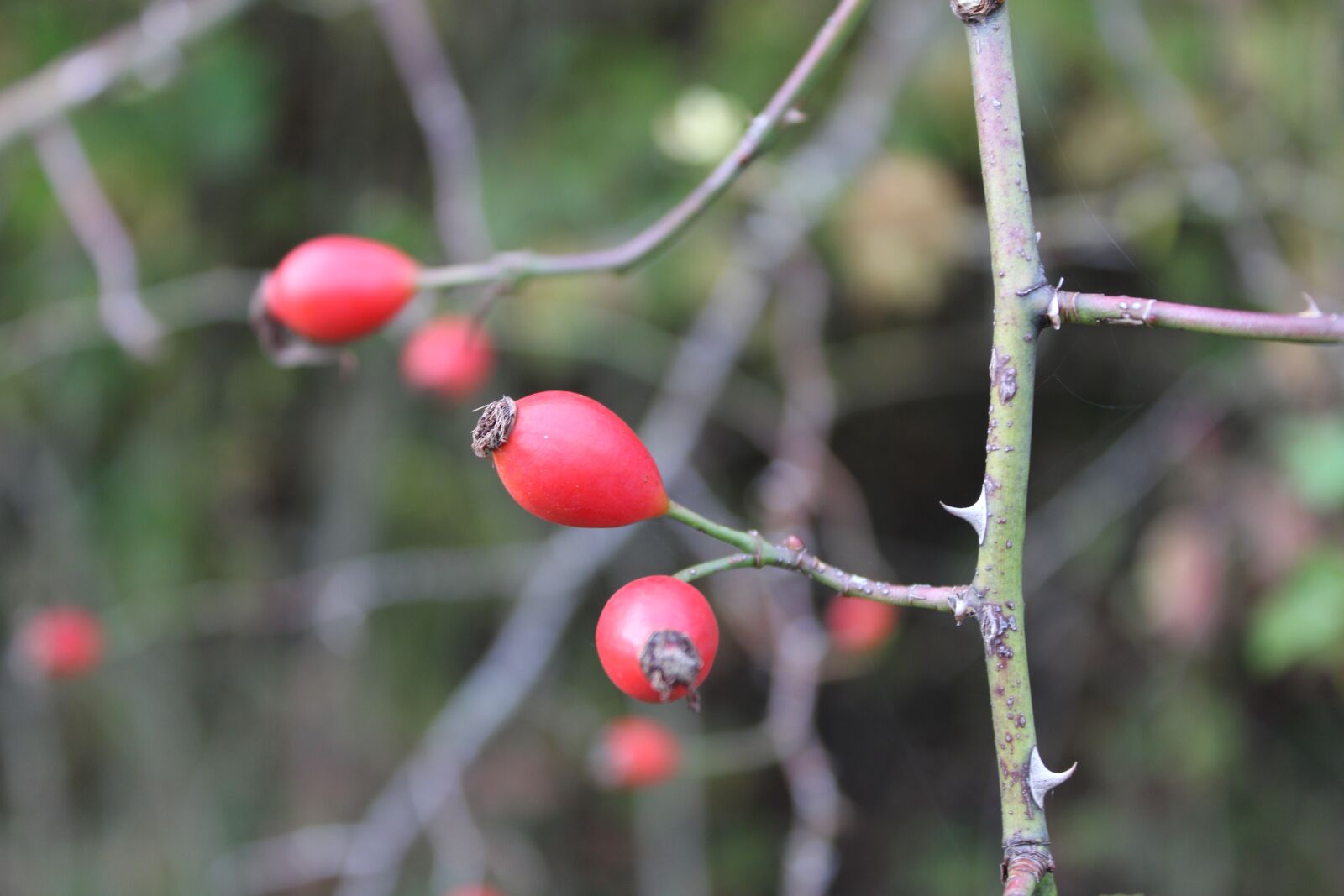 Canon EOS 2000D (EOS Rebel T7 / EOS Kiss X90 / EOS 1500D) sample photo. Rose hip, autumn, nature photography