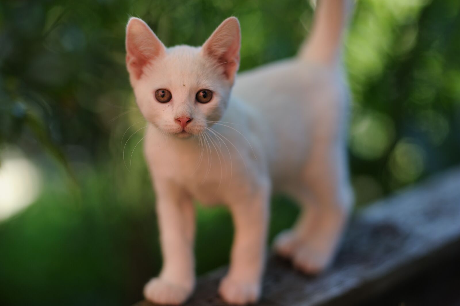 Nikon D700 sample photo. Snout, nose tip, whiskers photography