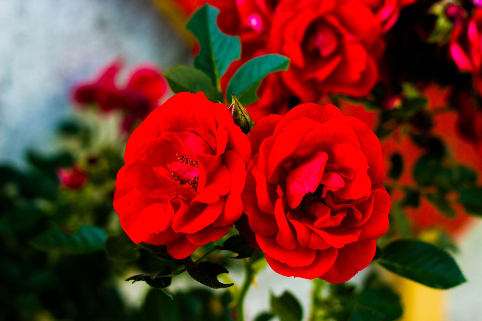 Canon EOS 600D (Rebel EOS T3i / EOS Kiss X5) + Canon EF 50mm F1.8 II sample photo. Rose, nature, plant photography