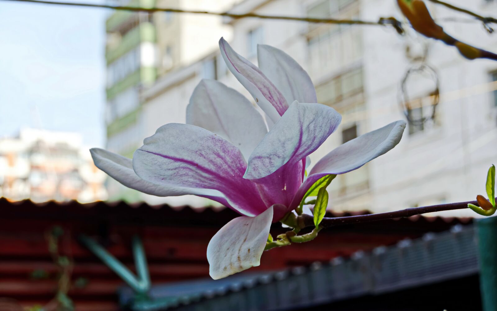 Nikon D5100 sample photo. Flower, magnolia, petals photography