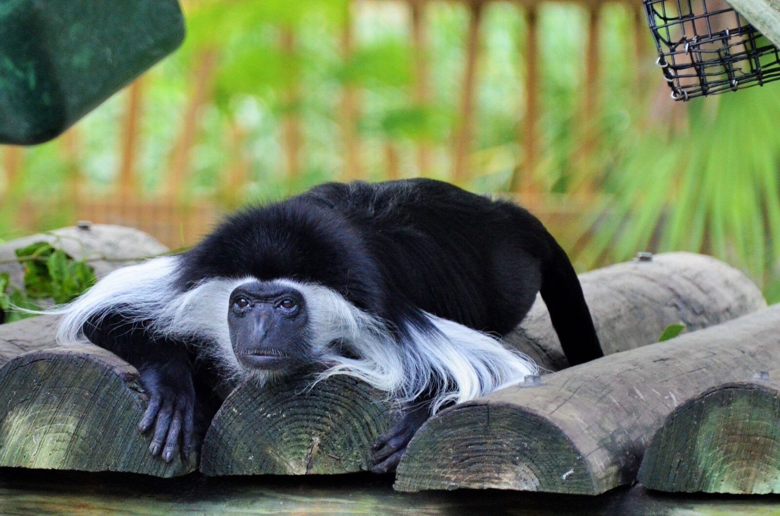 Nikon D5100 sample photo. Colobus, colobus guereza, monkey photography
