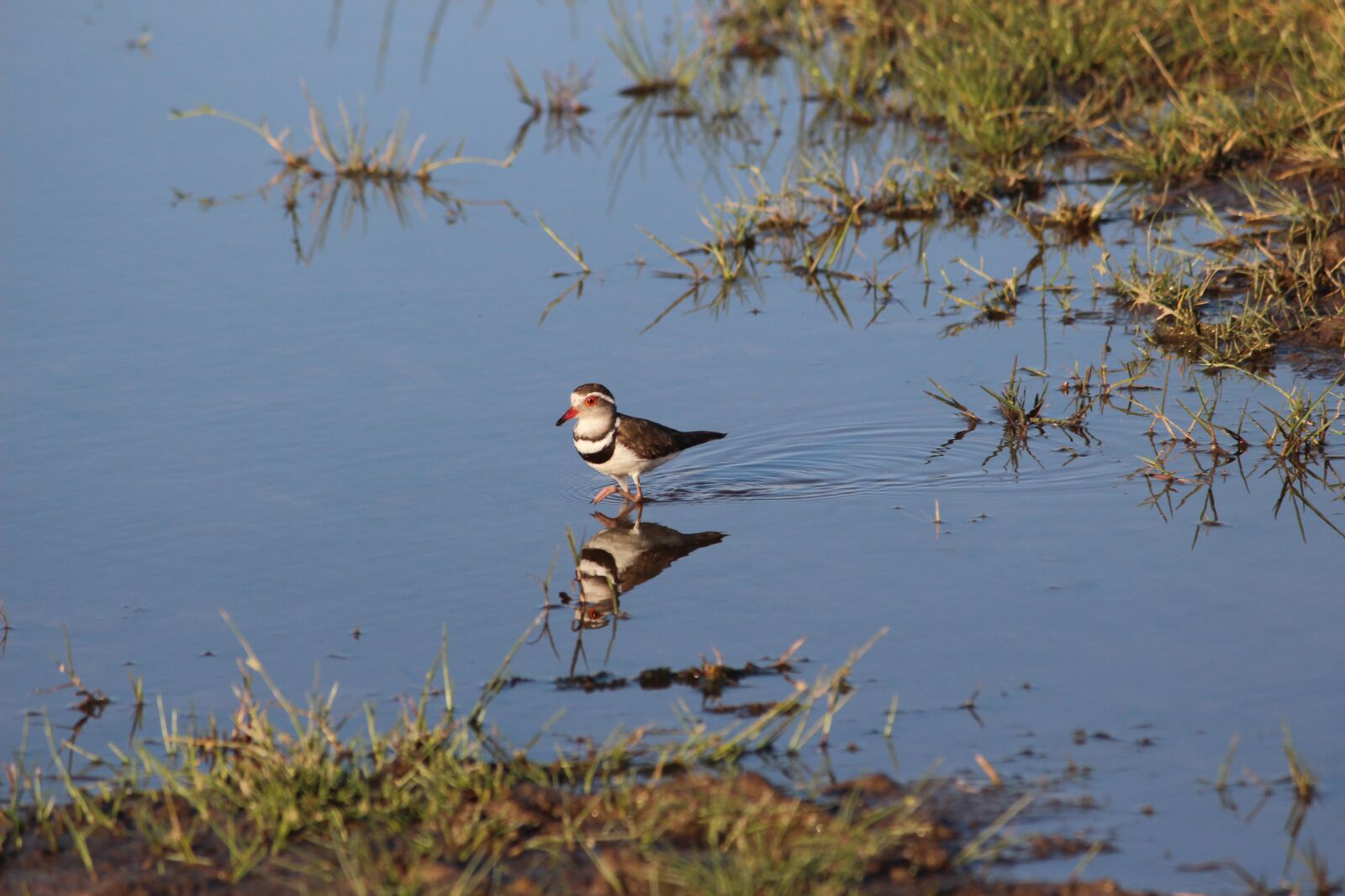 Canon EOS 650D (EOS Rebel T4i / EOS Kiss X6i) sample photo. Bird, water, reflection photography