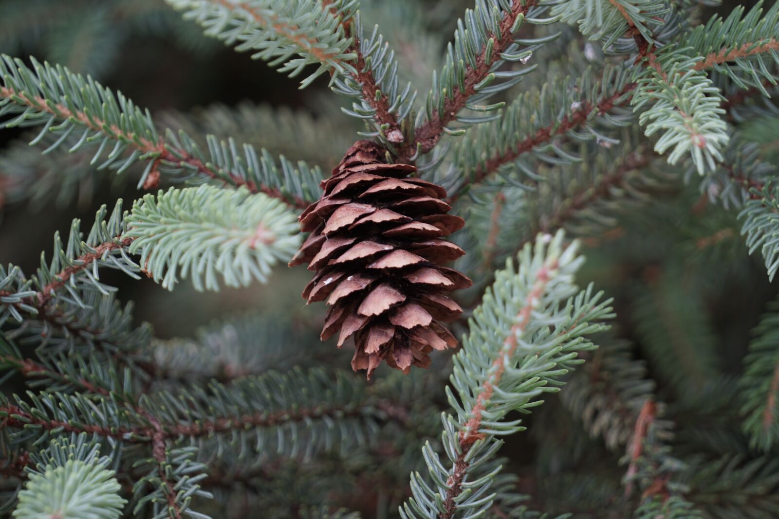 Sony E 55-210mm F4.5-6.3 OSS sample photo. Pinecone, fir, nature photography