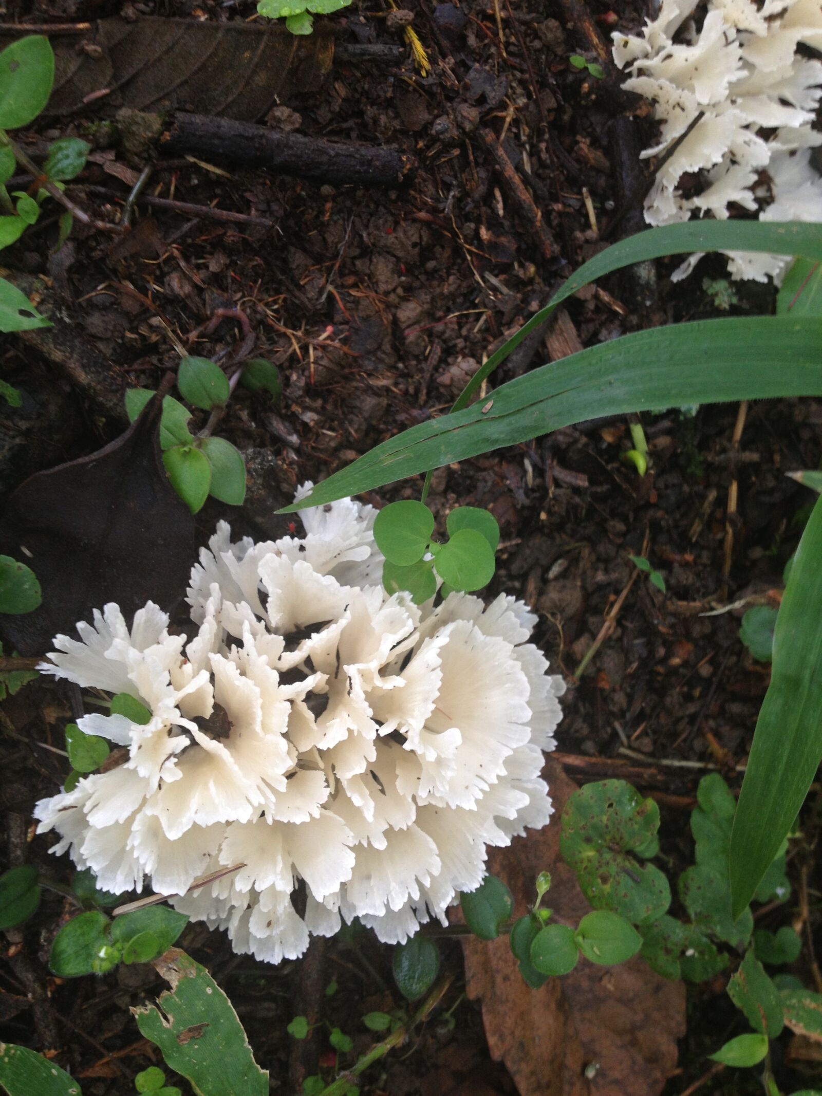 Apple iPhone 4S sample photo. Fungus, plant, white photography