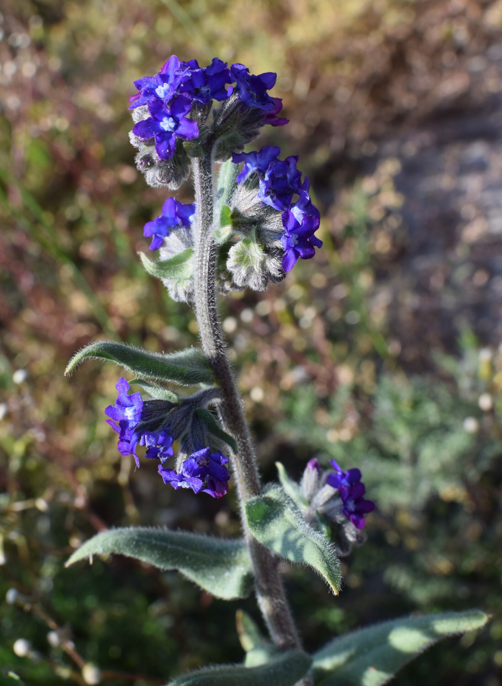 Nikon D5300 sample photo. Flower, plant, blue photography