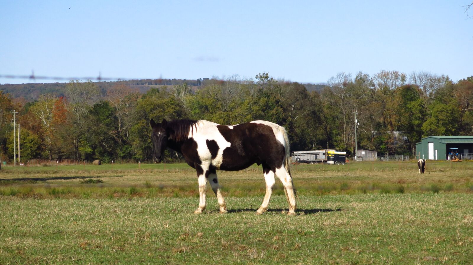 Canon PowerShot G15 sample photo. Horse, farm, nature photography