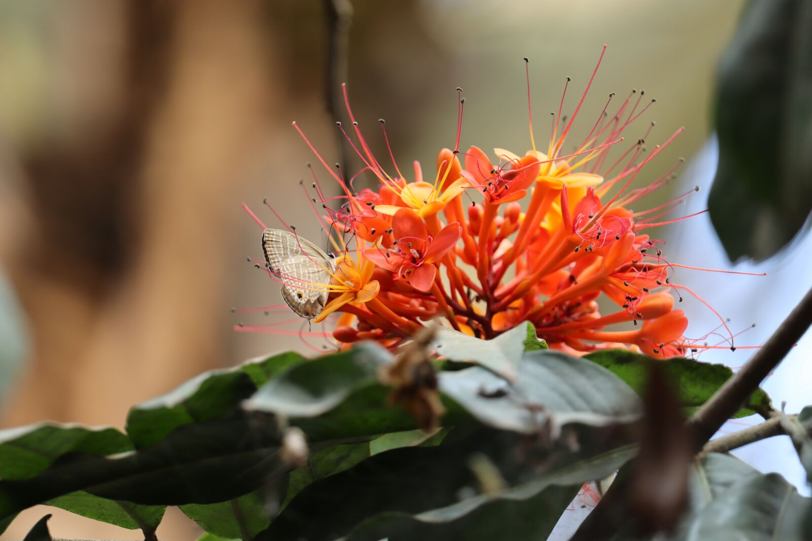 Canon EOS 250D (EOS Rebel SL3 / EOS Kiss X10 / EOS 200D II) sample photo. Hibicus, kerala, nature photography