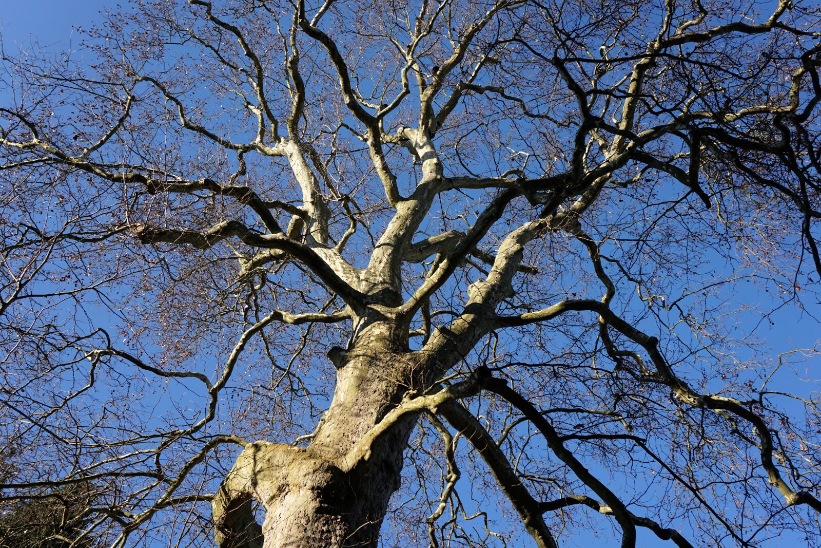 Sony a6000 sample photo. Tree, tribe, log photography