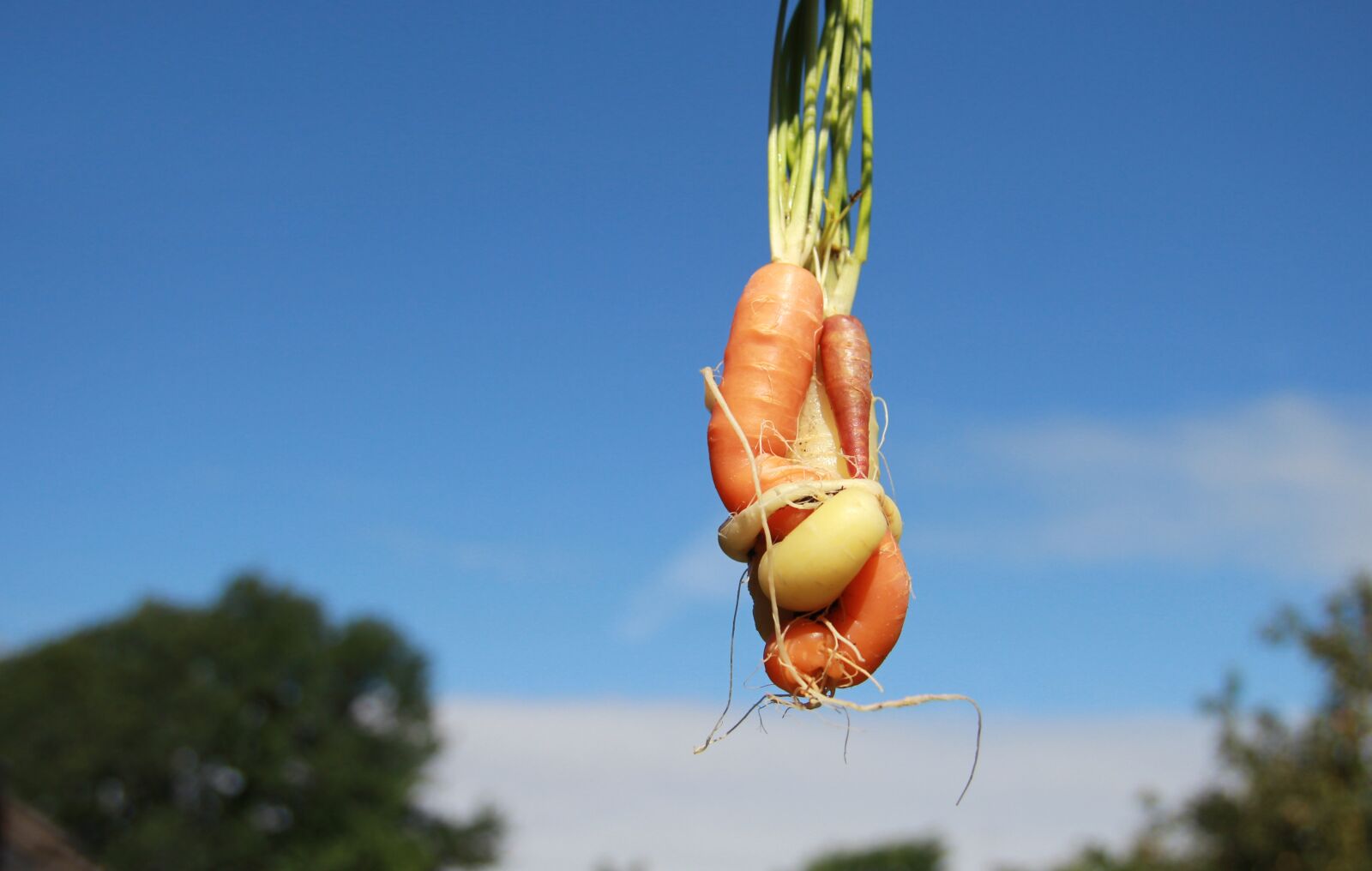 Canon EOS 60D sample photo. Vegetables, root, family photography