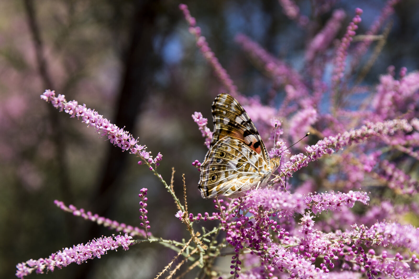 Canon EOS 7D Mark II + Canon EF 24-70mm F4L IS USM sample photo. Butterfly, nature photography