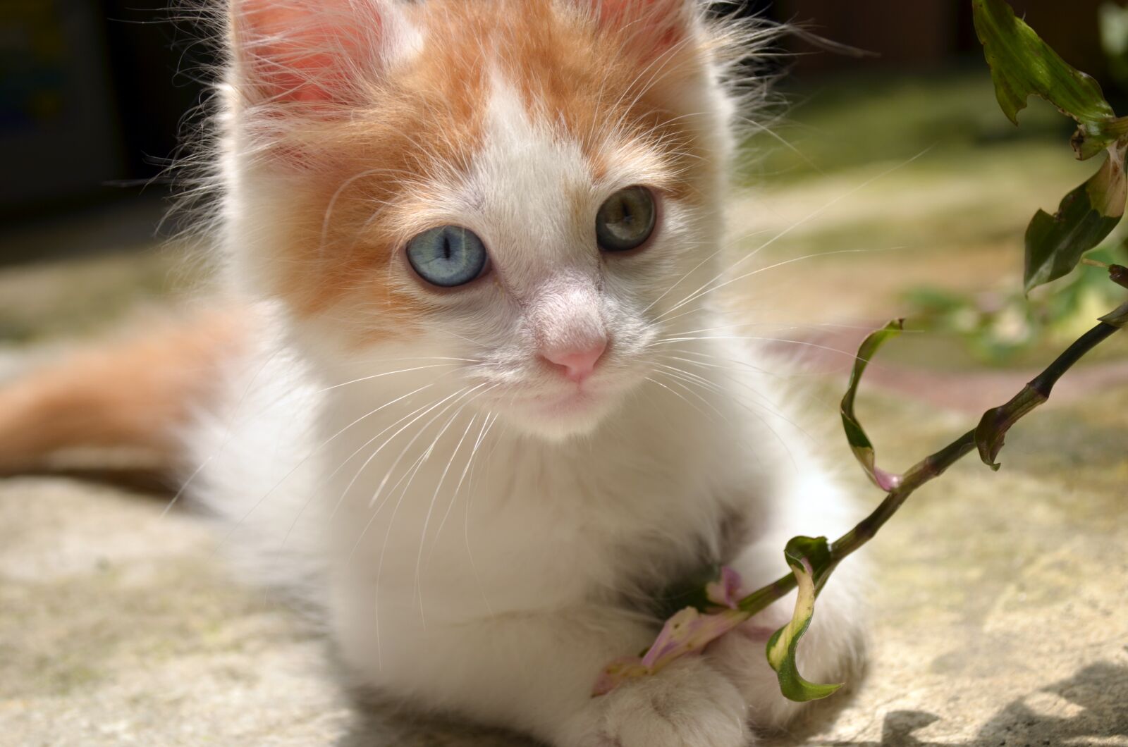 Nikon D5100 sample photo. Awesome, beautiful, blue eyes photography