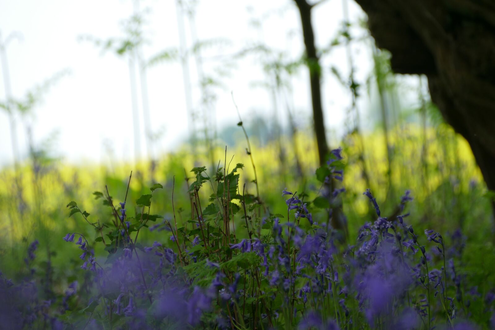 Panasonic Lumix DMC-FZ1000 sample photo. Lavender, purple, english countryside photography