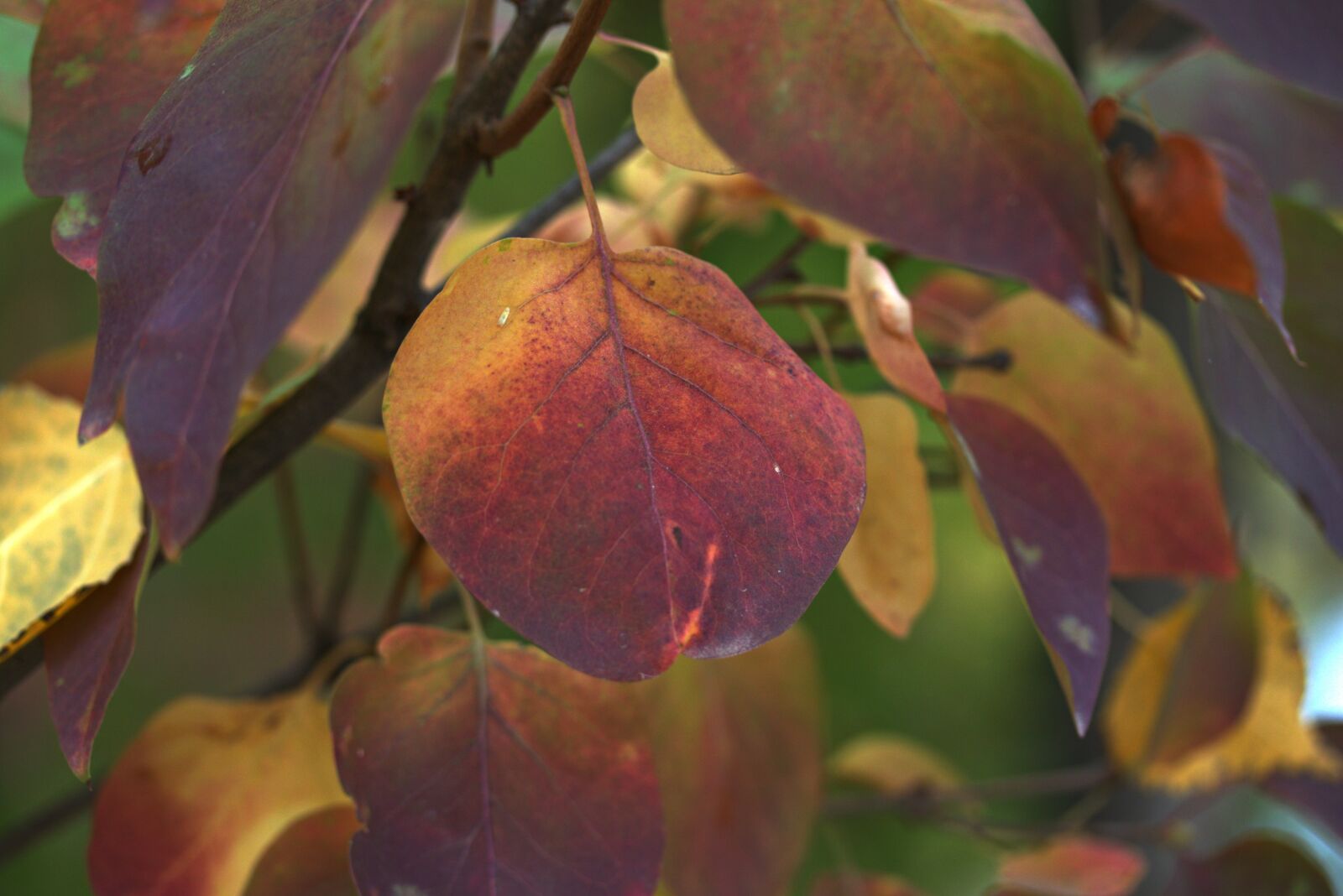 Canon EF-S 60mm F2.8 Macro USM sample photo. Leaves, yellow, red photography