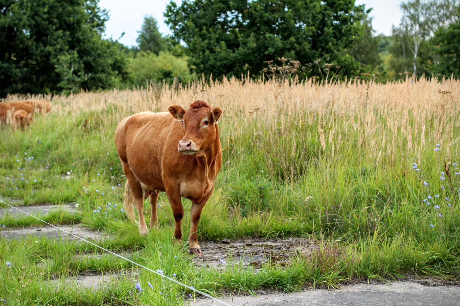 Canon EOS 600D (Rebel EOS T3i / EOS Kiss X5) + Canon EF 50mm F1.4 USM sample photo. Cow, brown, milk photography