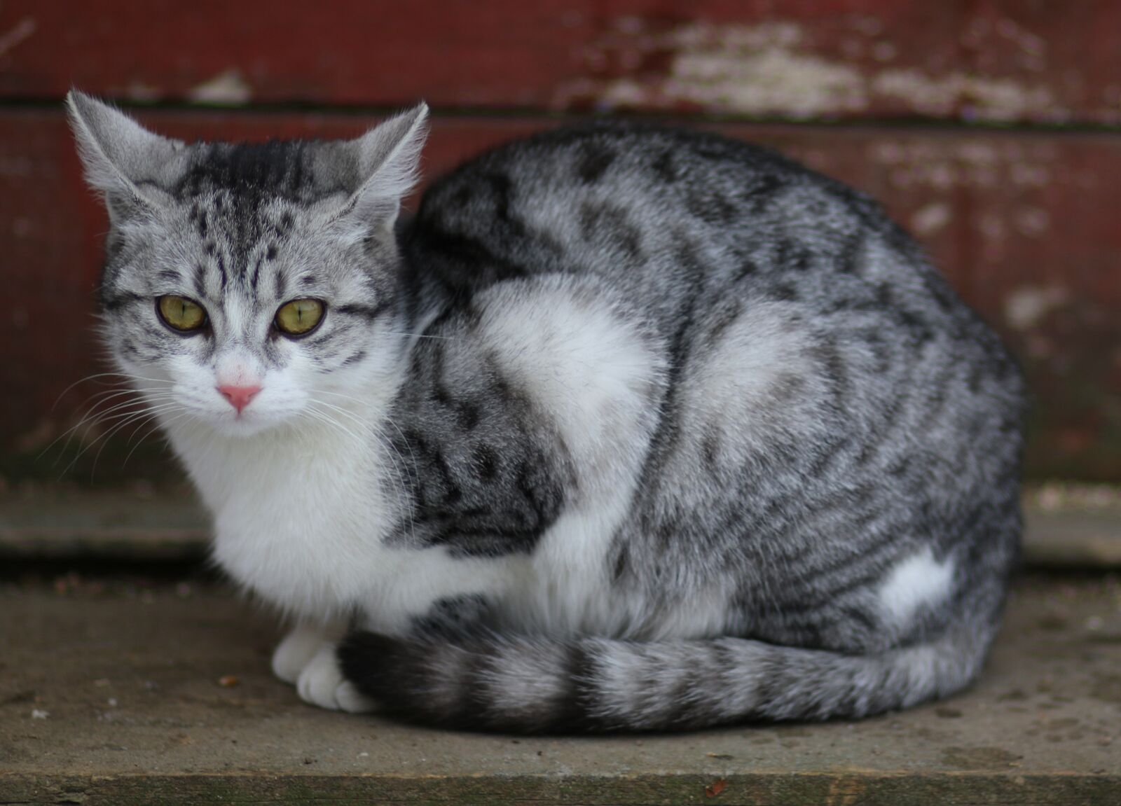 Canon EF 85mm F1.8 USM sample photo. Cat, gray, rest photography